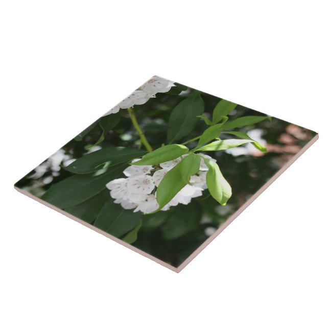 Pretty White Mountain Laurel Star Shaped Flowers Ceramic Tile (Side)