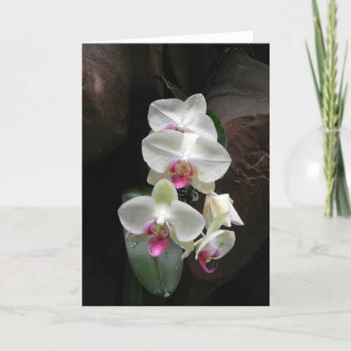 Pretty white orchids sympathy or thank you card