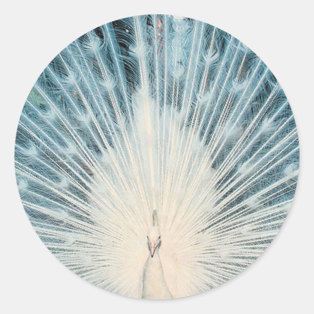 Pretty White Peacock Classic Round Sticker (Front)