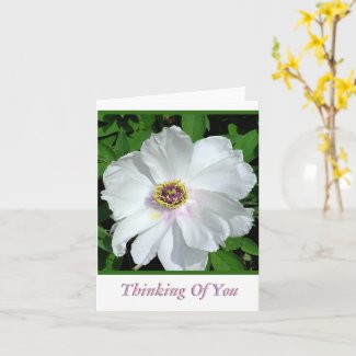 Pretty White Peony /Thinking Of You / Blank Inside