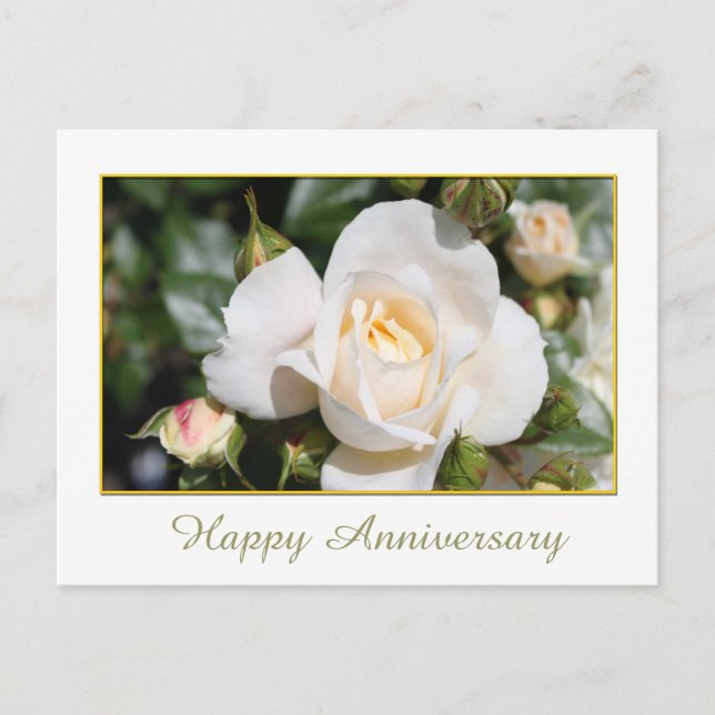 pretty white rose flower happy anniversary postcard (Front)