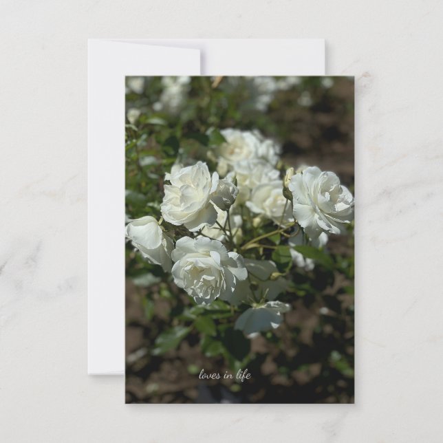 Pretty White Roses  Note Card (Front)