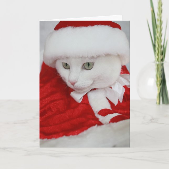 Pretty White Santa Kitty Holiday Card (Front)