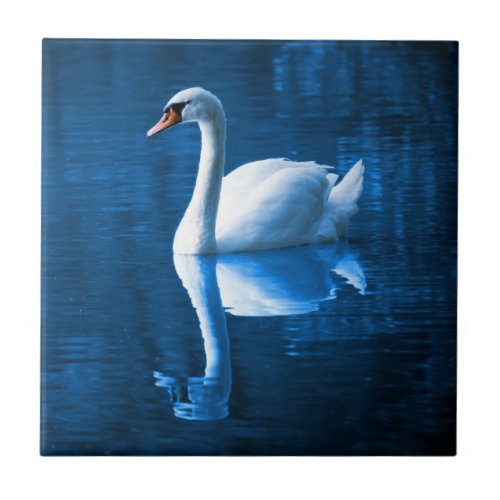 Pretty white swan floating on a blue lake ceramic tile