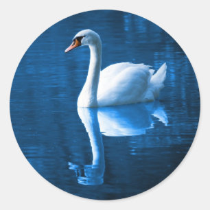 Pretty white swan floating on a blue lake classic round sticker
