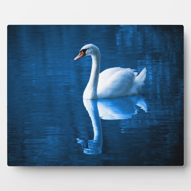 Pretty white swan floating on a blue lake plaque (Front)