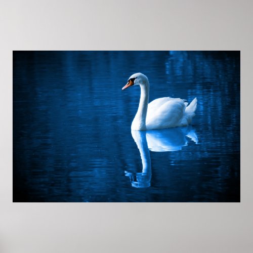 Pretty white swan floating on a blue lake poster