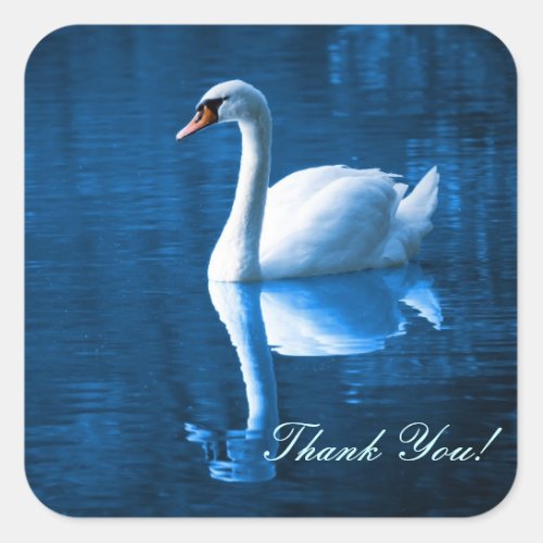 Pretty white swan floating on a blue lake square sticker