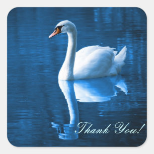 Pretty white swan floating on a blue lake square sticker