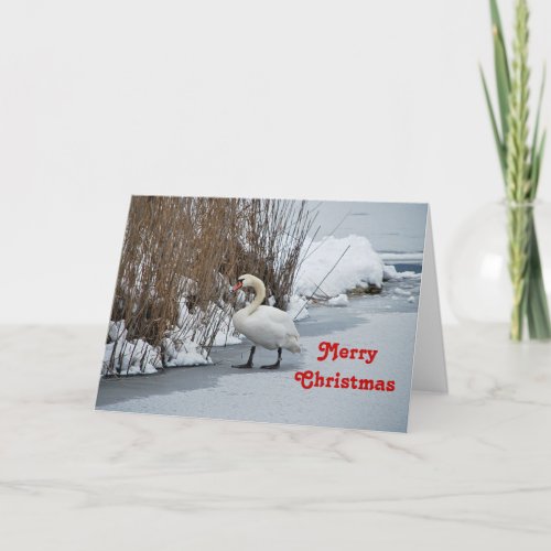 Pretty White Swan Snow Photo Christmas Holiday Card