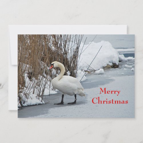 Pretty White Swan Snow Photo Flat Holiday Card