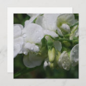 Pretty White Sweet Pea Flowers (Front/Back)