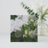 Pretty White Sweet Pea Flowers (Standing Front)