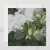 Pretty White Sweet Pea Flowers (Front)