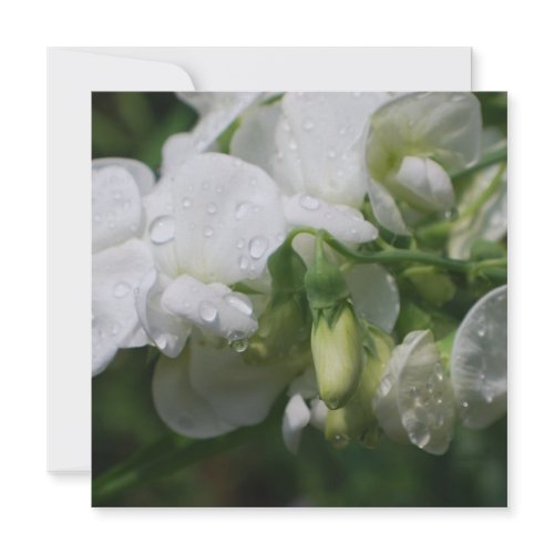 Pretty White Sweet Pea Flowers