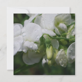 Pretty White Sweet Pea Flowers