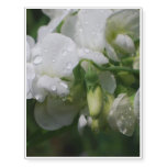 Pretty White Sweet Pea Flowers Temporary Tattoos
