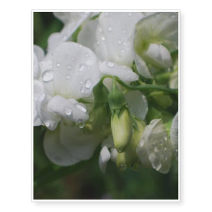 Pretty White Sweet Pea Flowers Temporary Tattoos