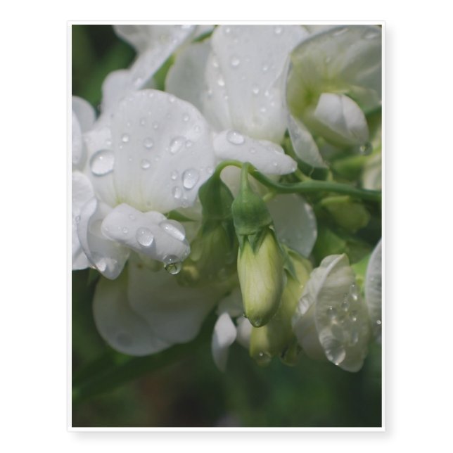Pretty White Sweet Pea Flowers Temporary Tattoos (Front)