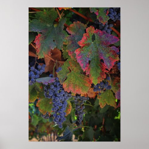 Pretty Wine Grapes and Fall Colored Leaves Poster