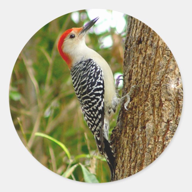 Pretty Woodpecker Bird Stickers (Front)