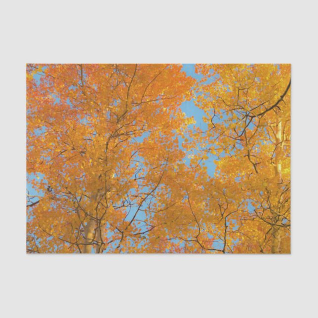 Pretty Yellow Aspen Trees Photo Tissue Paper (Front)