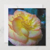 pretty yellow begonia flower (Back)