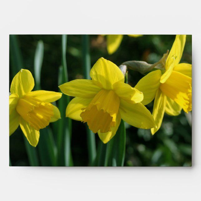 Pretty yellow daffodil flowers envelope (Front)