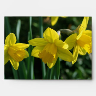 Pretty yellow daffodil flowers envelope