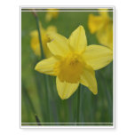 Pretty Yellow Daffodil Temporary Tattoos