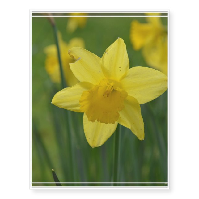 Pretty Yellow Daffodil Temporary Tattoos (Front)