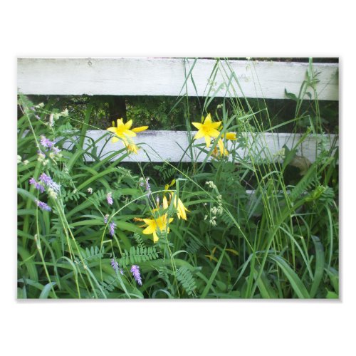 Pretty Yellow Flowers by Fence Photo Print