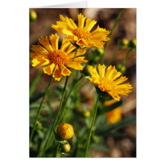 Pretty Yellow Flowers Cards