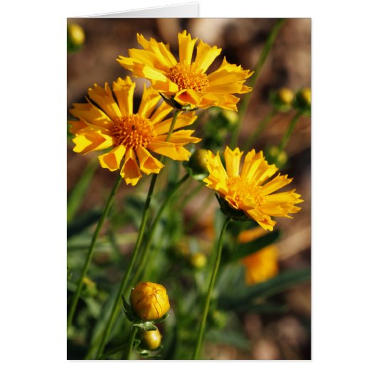Pretty Yellow Flowers Cards (Front)