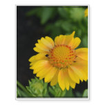 Pretty Yellow Gaillardias Temporary Tattoos