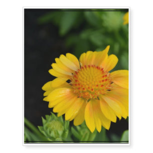 Pretty Yellow Gaillardias Temporary Tattoos