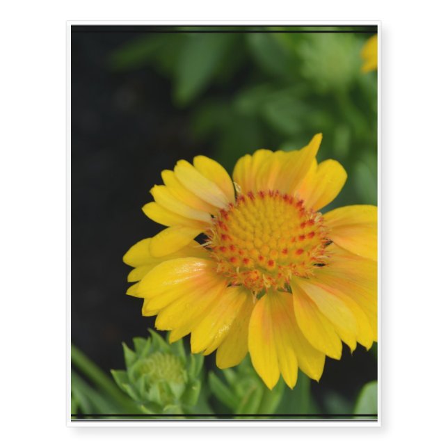 Pretty Yellow Gaillardias Temporary Tattoos (Front)
