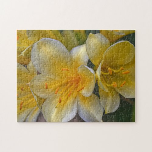 Pretty Yellow Gold Lily Flowers Close Up Garden Jigsaw Puzzle
