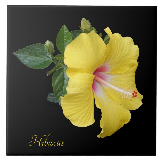 Pretty yellow hibiscus on black ceramic tile (Front)