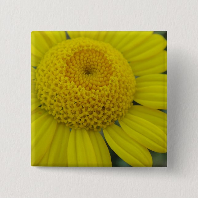 Pretty yellow marguerite button (Front)