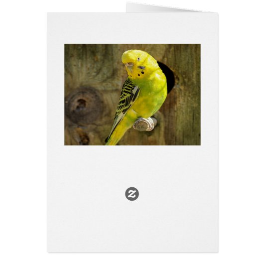 Pretty Yellow Parakeet (Back)