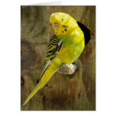 Pretty Yellow Parakeet (Front)