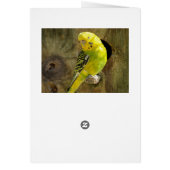 Pretty Yellow Parakeet Cards (Back)