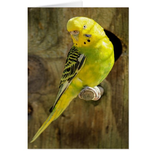 Pretty Yellow Parakeet Cards (Front)