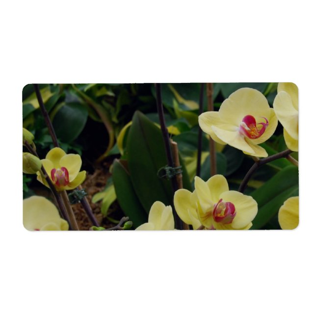 Pretty Yellow & Red Phalaenopsis Orchids Label (Front)