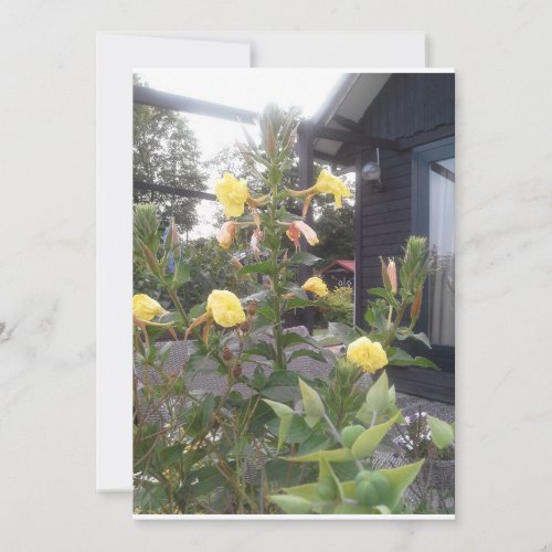 Pretty yellow rose shrub invitation