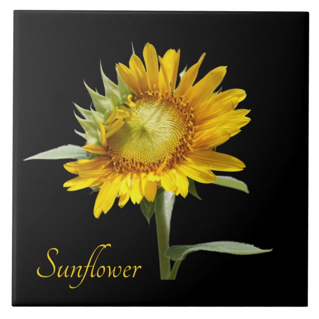 Pretty yellow sunflower on black ceramic tile (Front)
