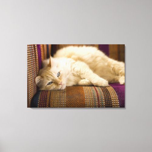 Pretty yellow tabi cat laying on couch canvas print