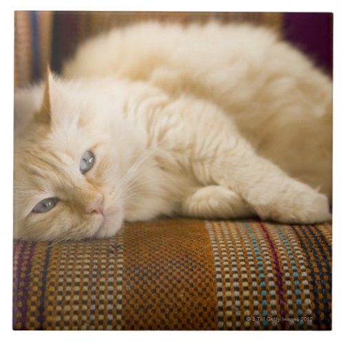 Pretty yellow tabi cat laying on couch ceramic tile