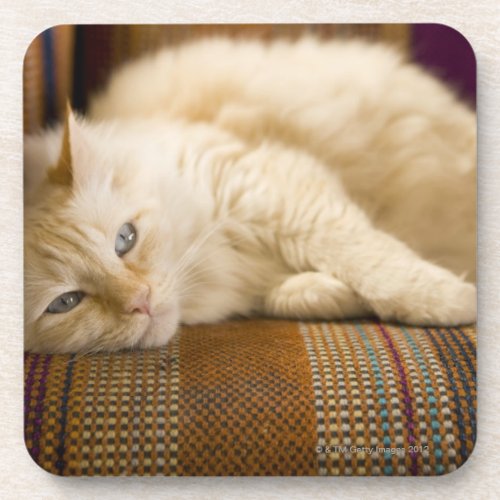 Pretty yellow tabi cat laying on couch coaster